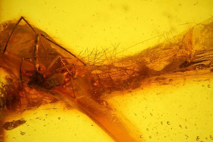 Fossil Mammalian Hair & Spider Preserved in Baltic Amber - Rare! #166255